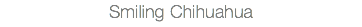 Smiling Chihuahua